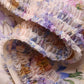 Zimmermann Dresses