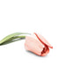 Christian Louboutin Accessories PINK