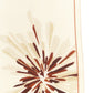 Brunello Cucinelli Bloom Print Scarf